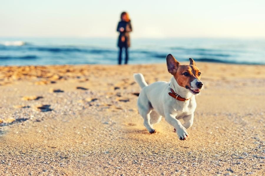 Naar het strand met de hond