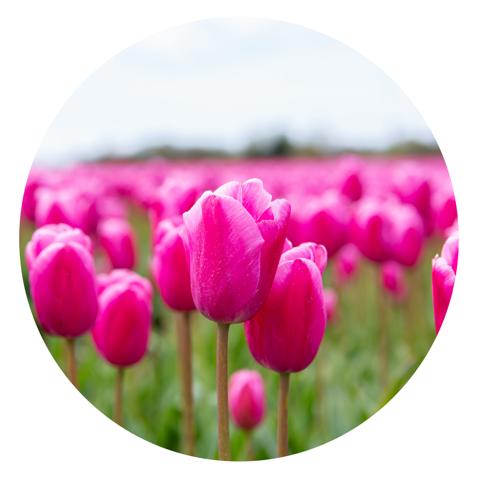 Tulpen, Nederland