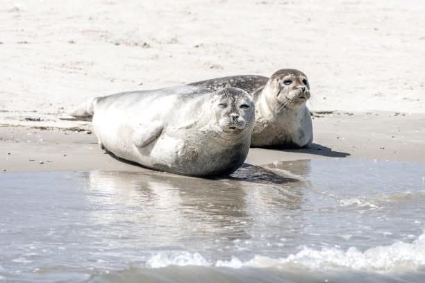 Seal spotting National Park the Netherlands