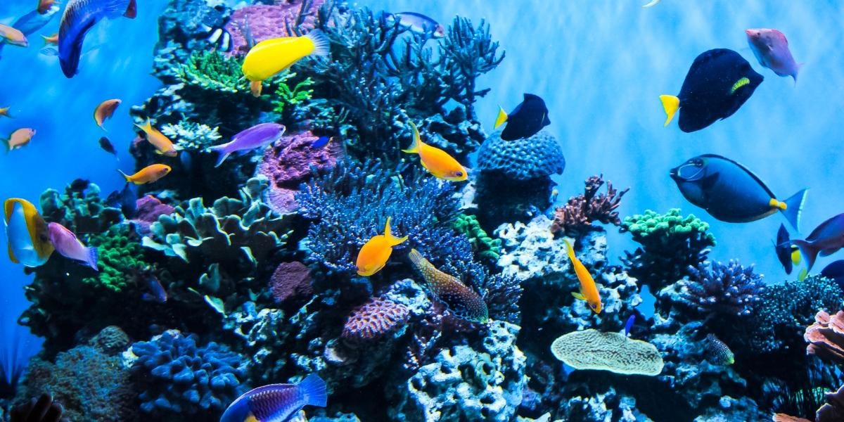 Kleurrijke visjes in een aquarium in Sealife Blankenberge
