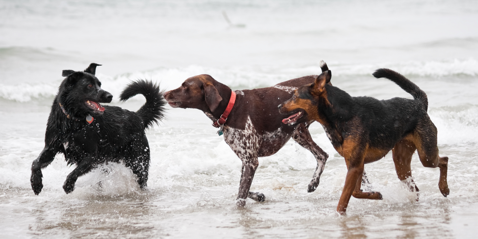 Dogs on the beach De Haan