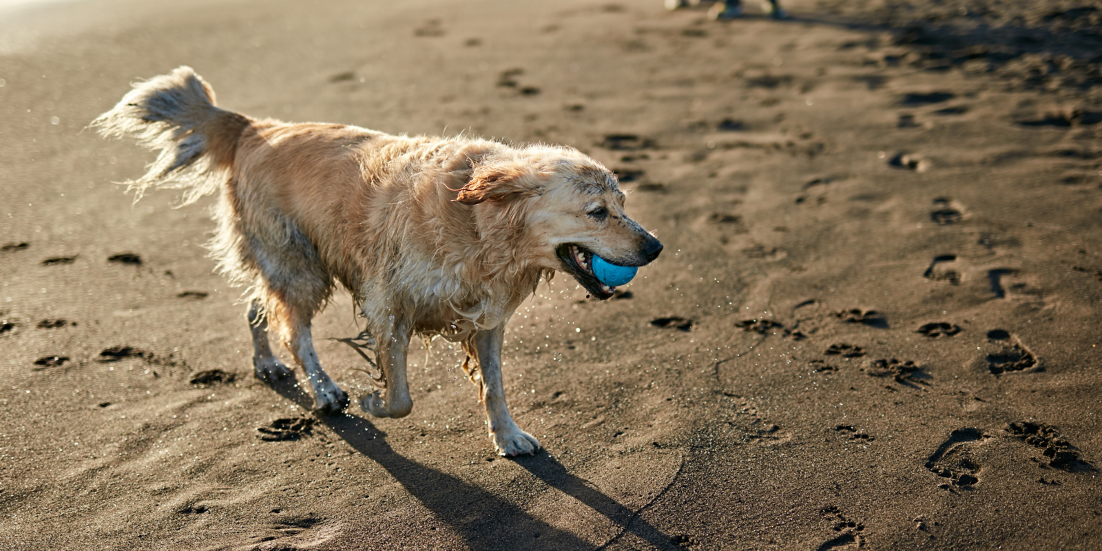 Beady stuff: 10 dog-friendly activities on the Belgian coast