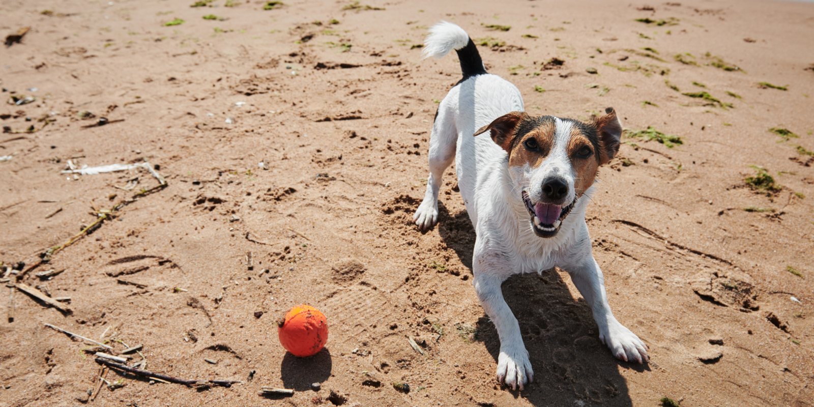 Beady stuff: 10 dog-friendly activities on the Belgian coast