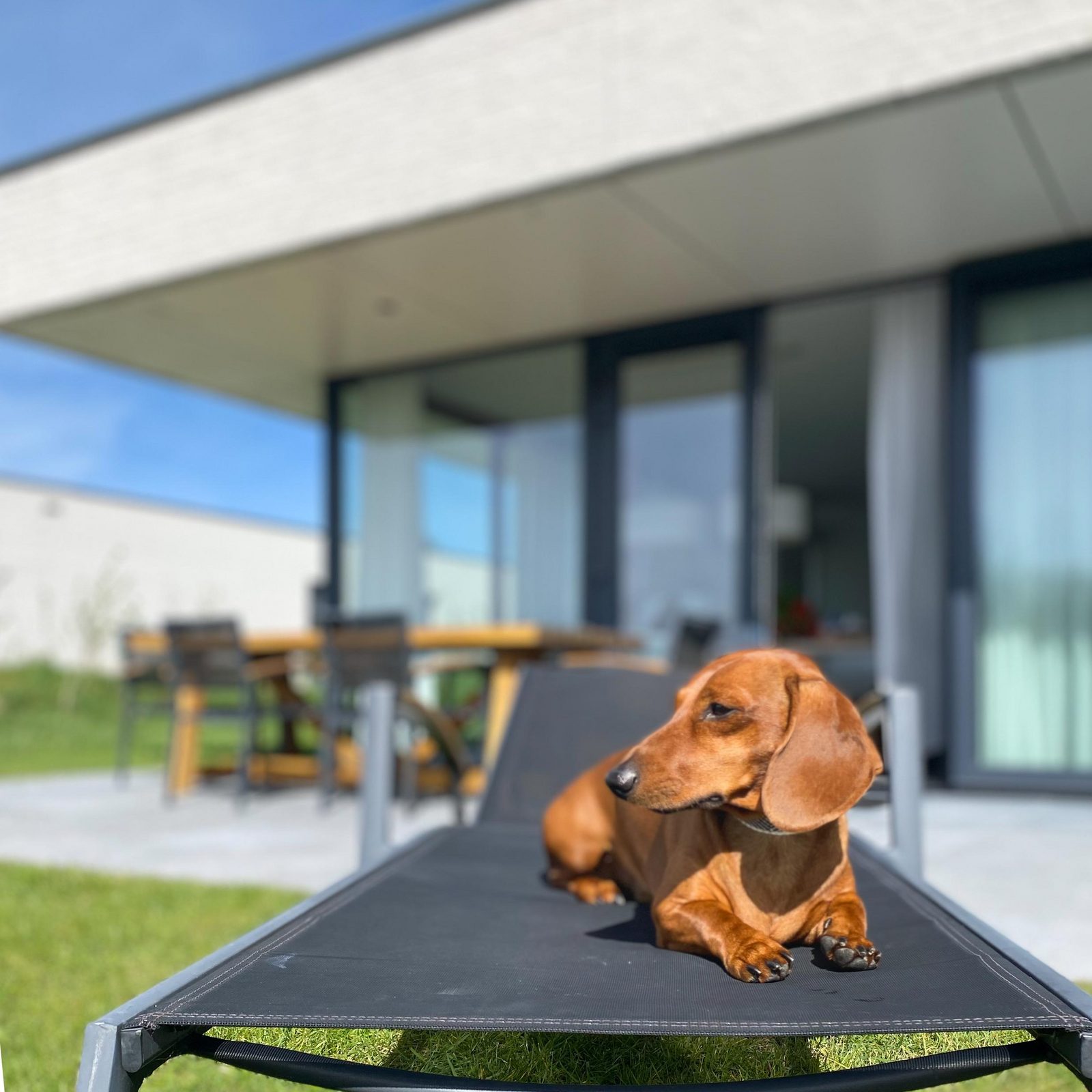 Holiday villa with dog