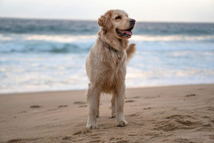 Camping Ijsselmeer Direkt Am Strand Mit Hund Camping mit Hund am IJsselmeer | Soal Beach Resort