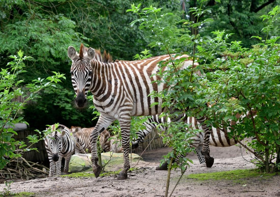 Nordhorn Zoo