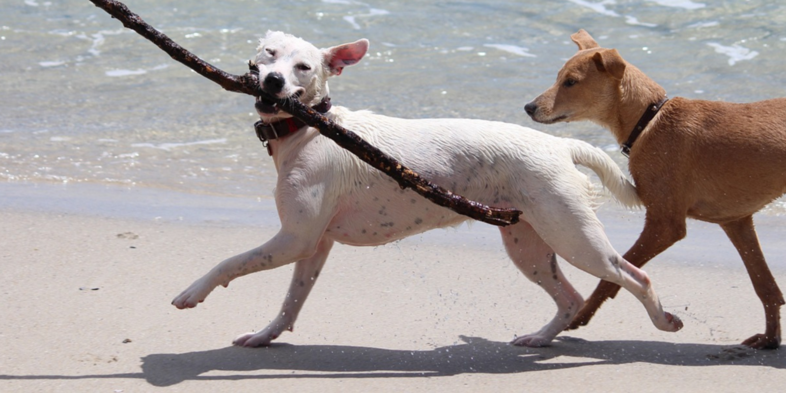 Hunde am Strand Zeebrugge