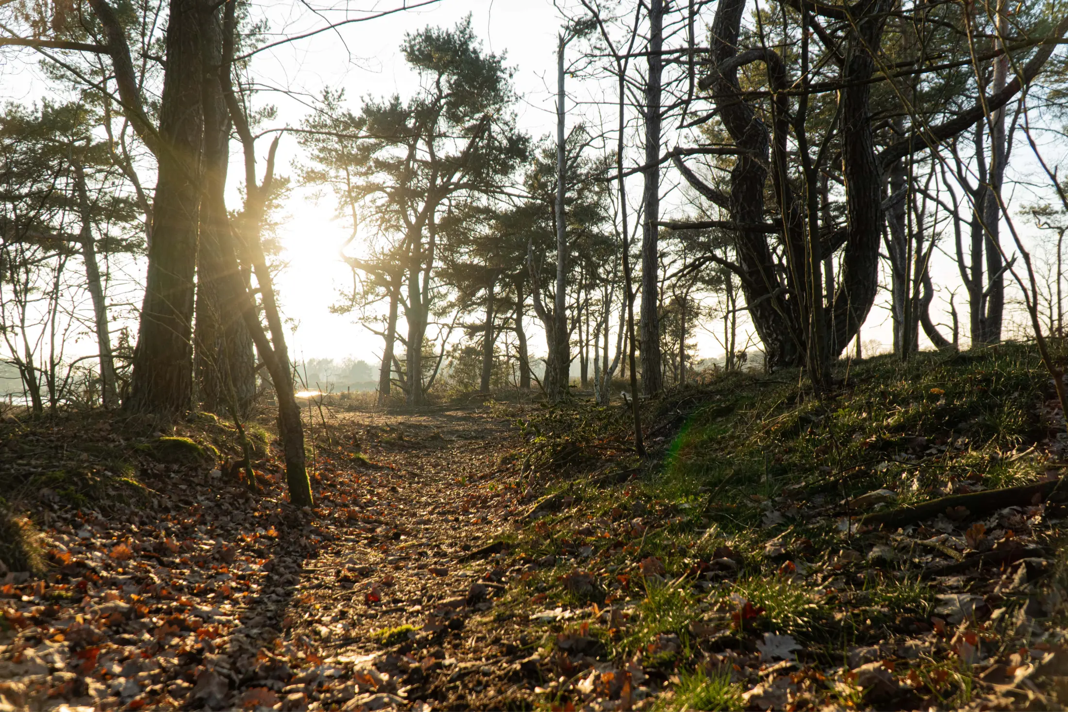 Hofparken De Bergvennen