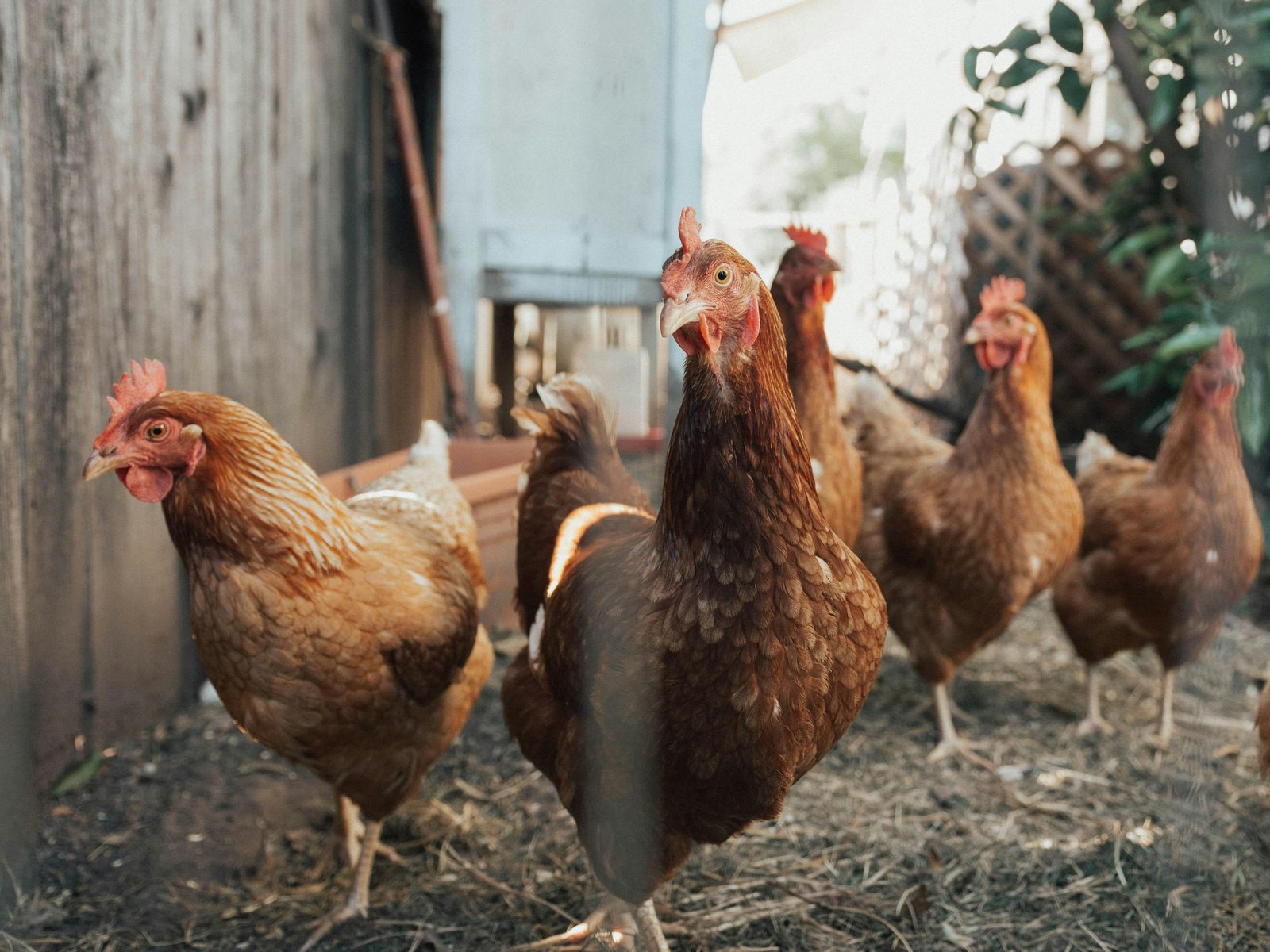 Eigen moestuin