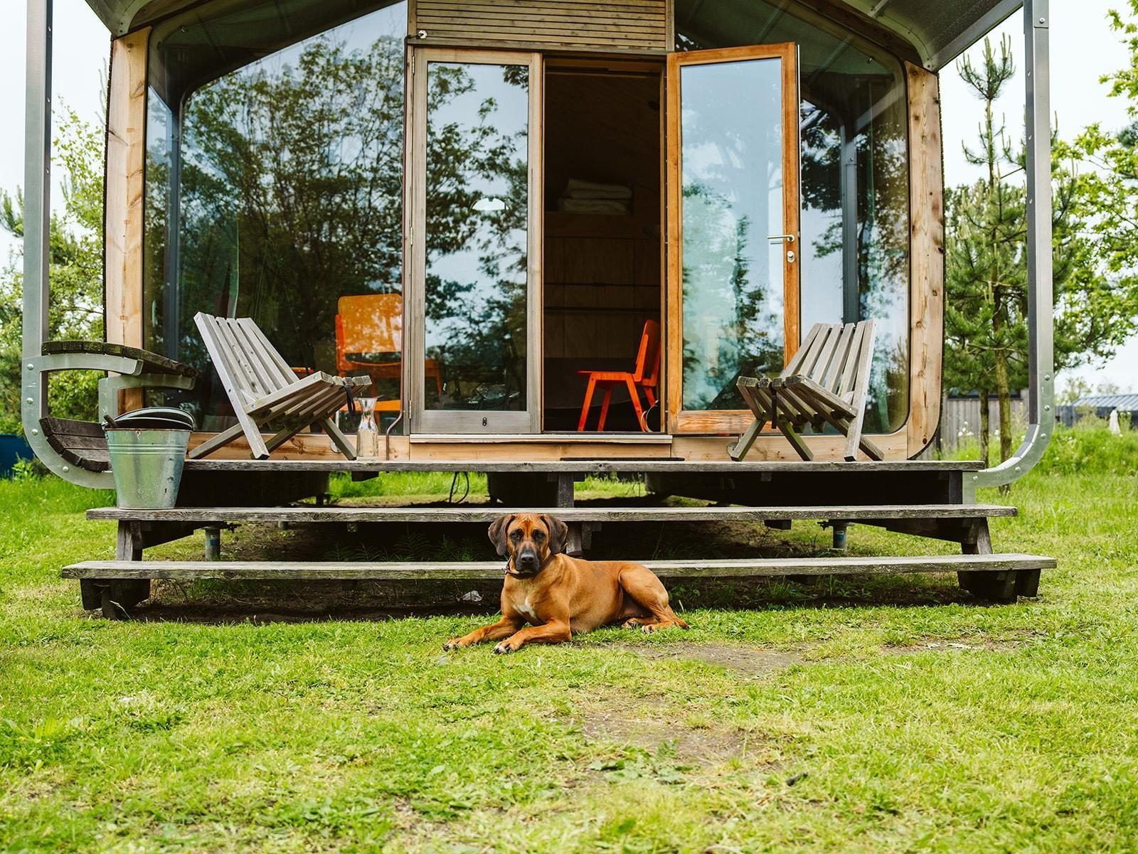 Urlaub mit Hund am Meer