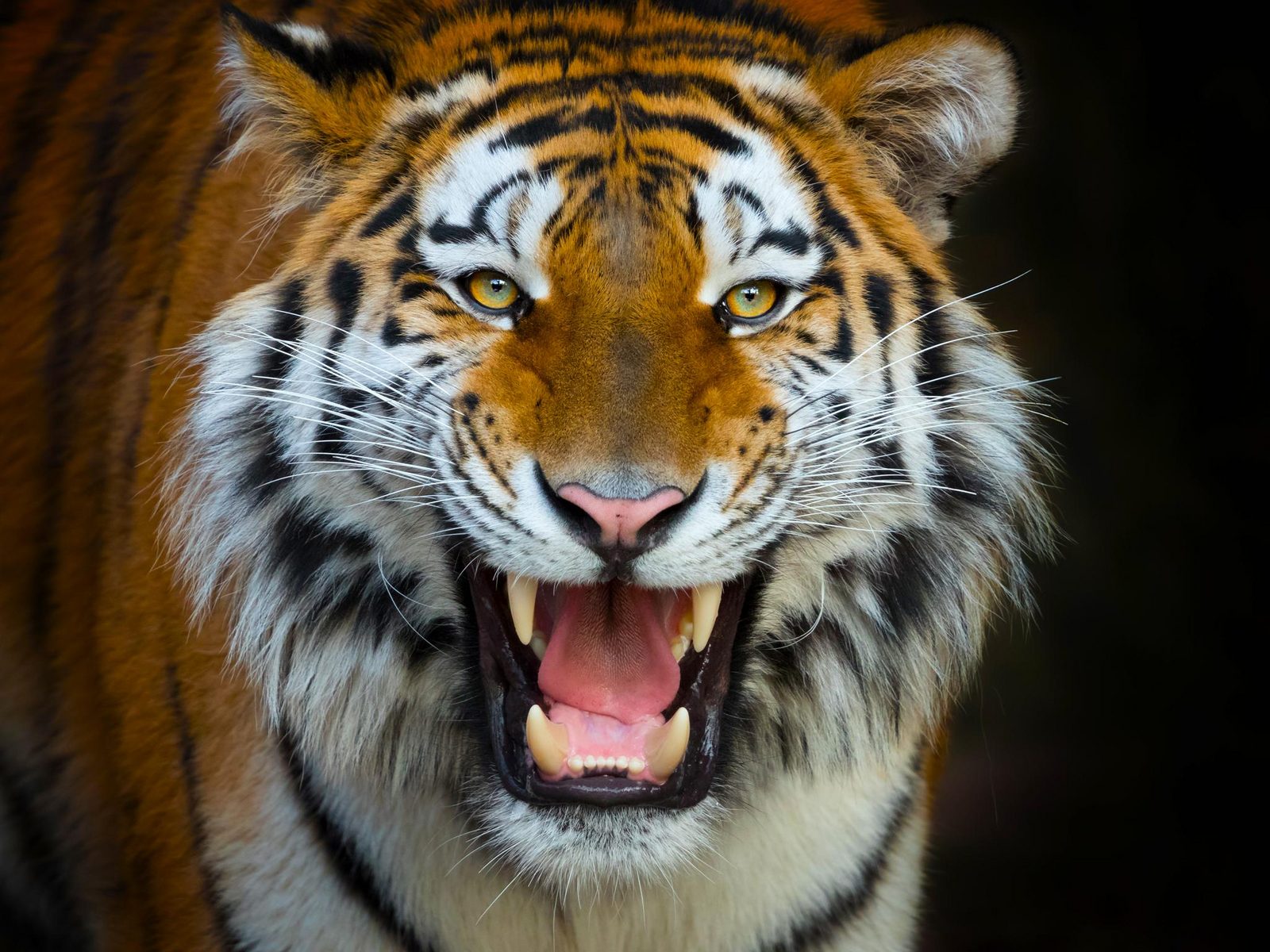Close up of a Bengal tiger in Terra Natura Benidorm