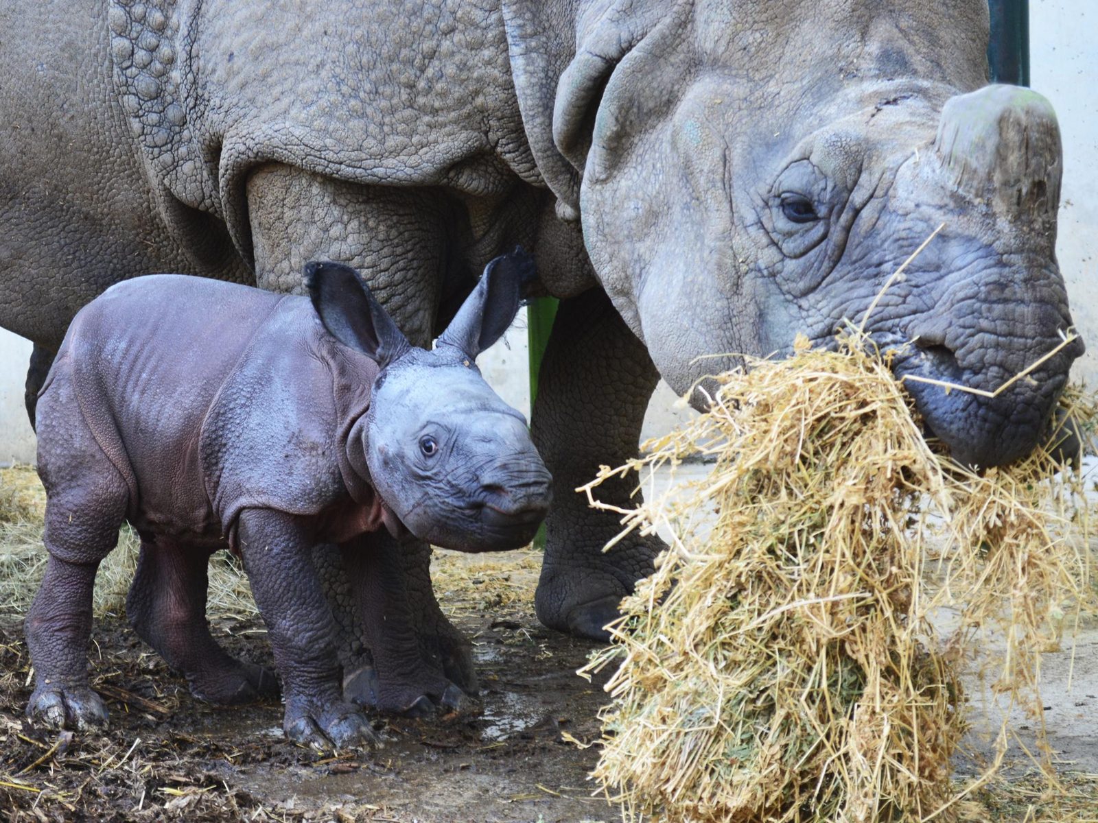 Mother rhino with baby rhino in Terra Natura Benidorm