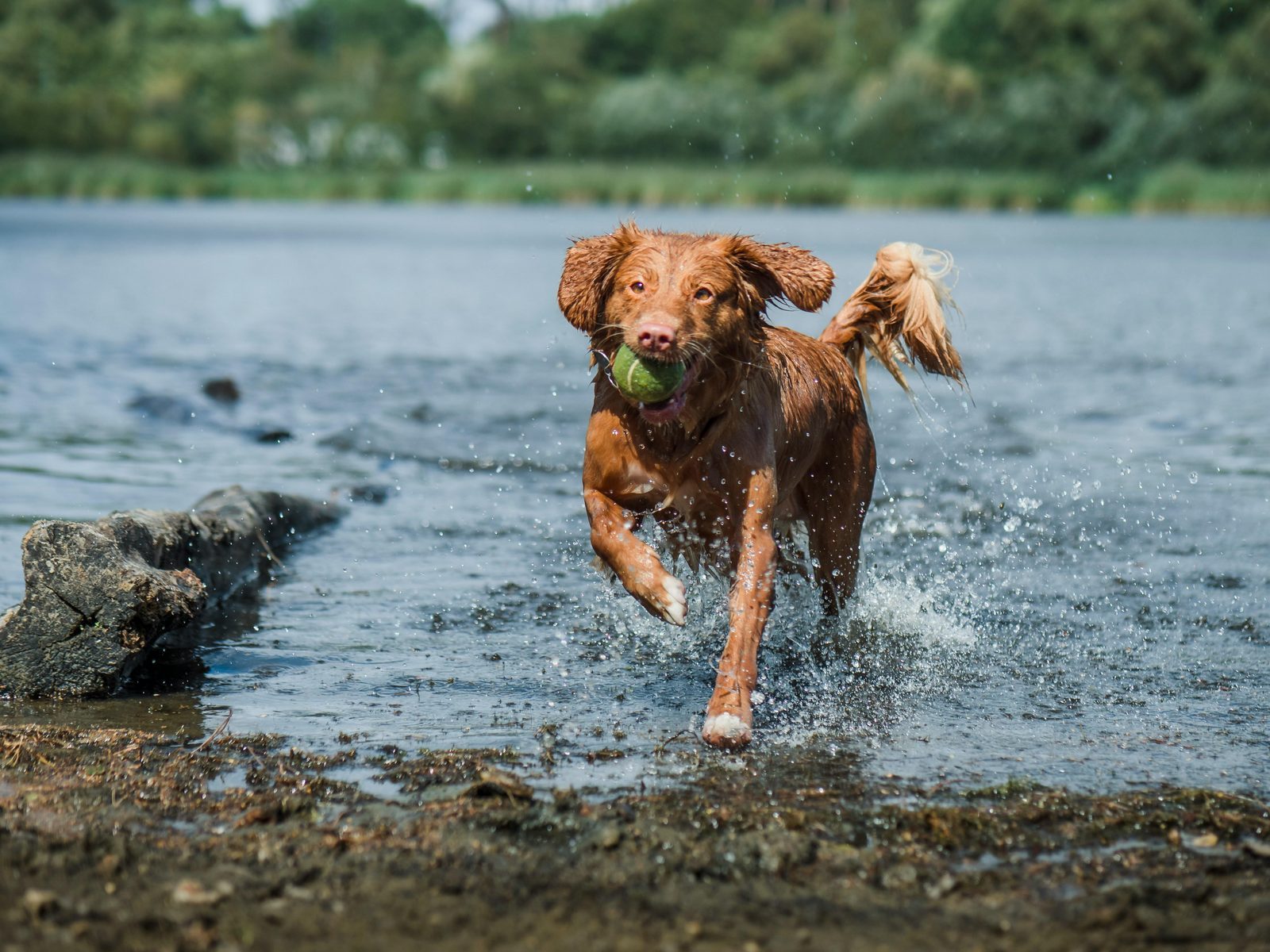 Wasservilla mit Hund