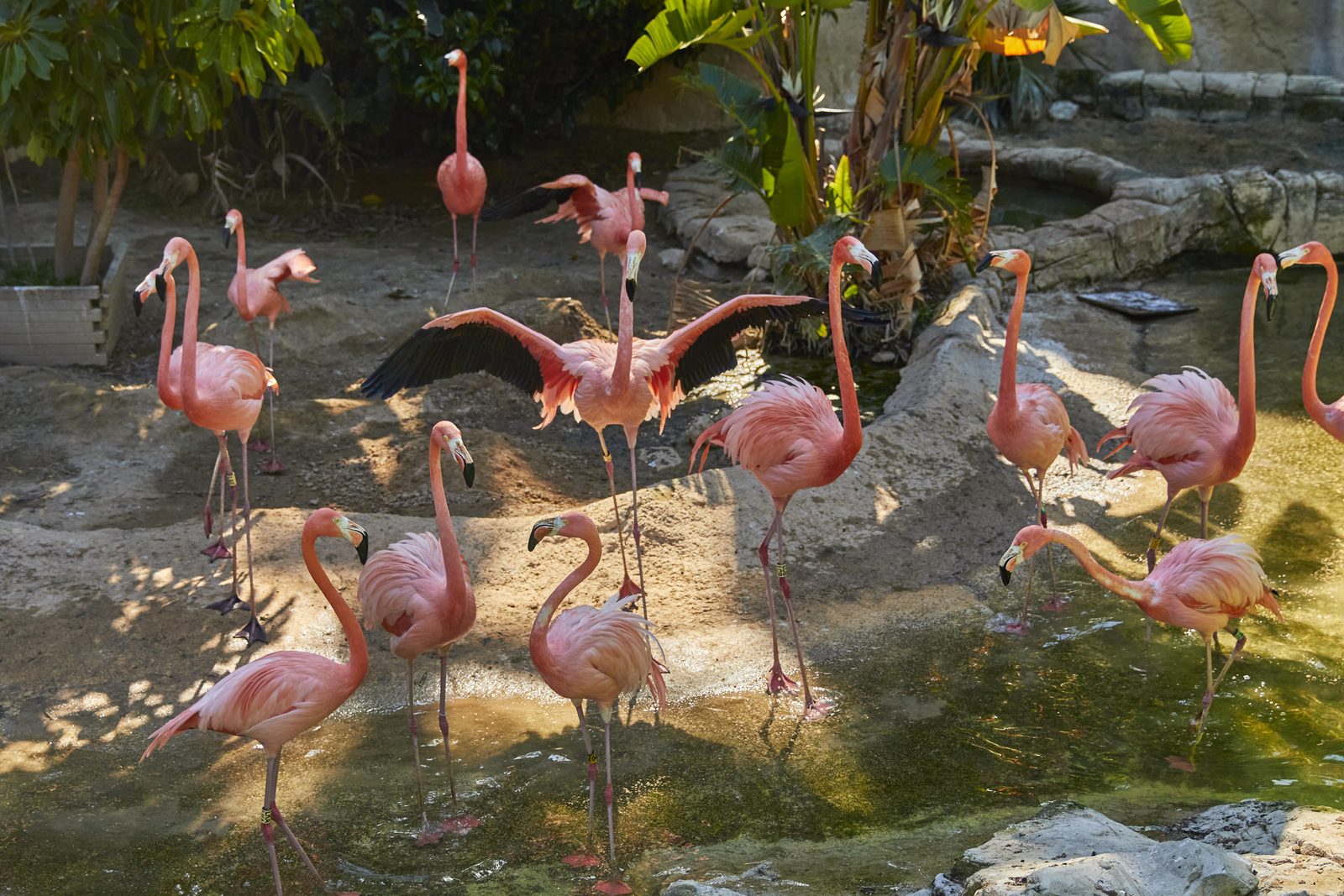 Flamingo lagoon in Mundomar Benidorm