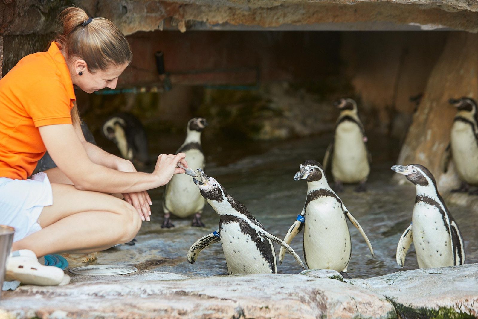 Vrouw voert pinguins in Mundomar Benidorm