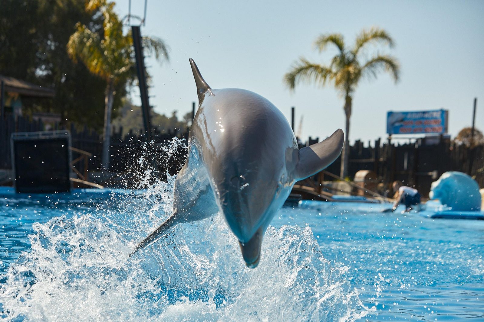 Espectáculo de delfines en Mundomar Benidorm