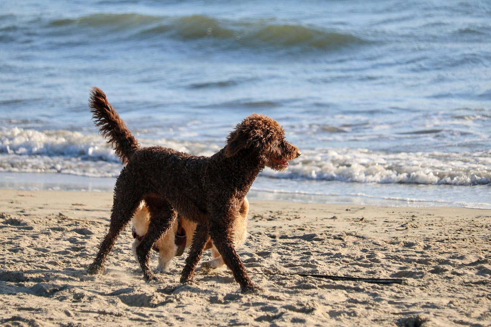 Hond op het strand wandelen Zeeland