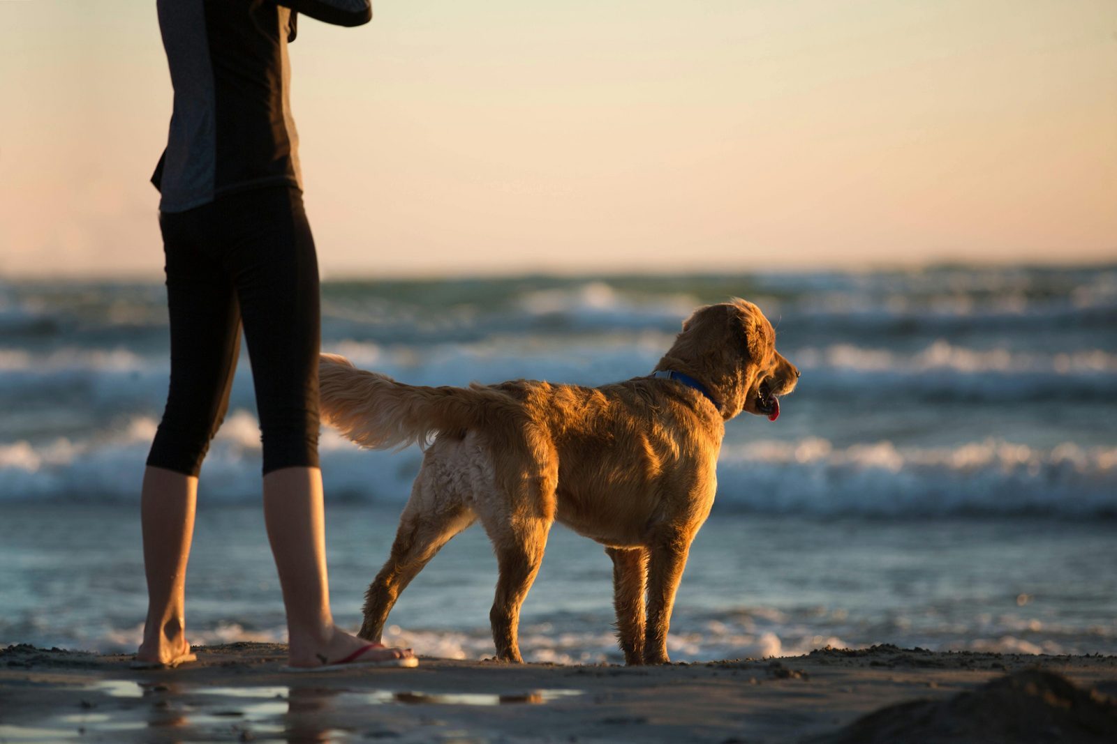 Wochenendaufenthalt Zeeland mit Hund am Strand