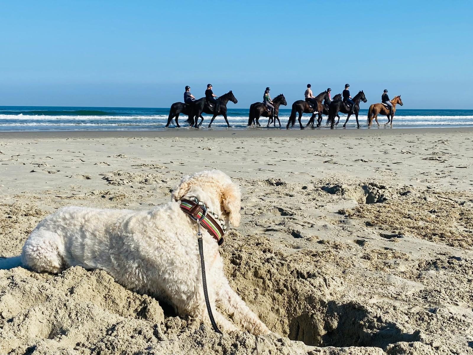 Hond op strand Terschelling