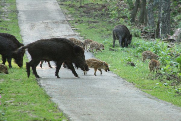 National Park the Hoge Veluwe