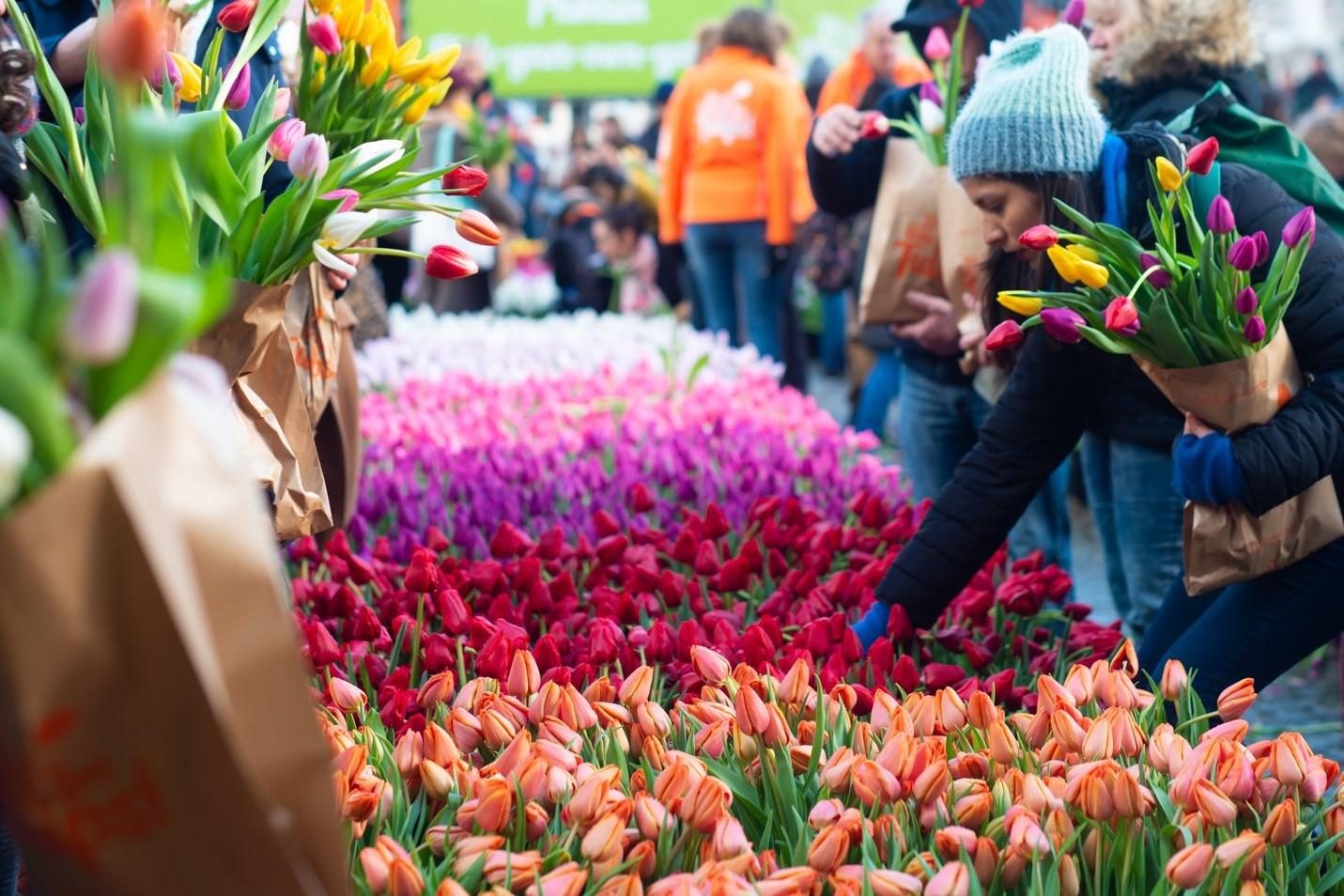 Nationale Tulpendag in Amsterdam