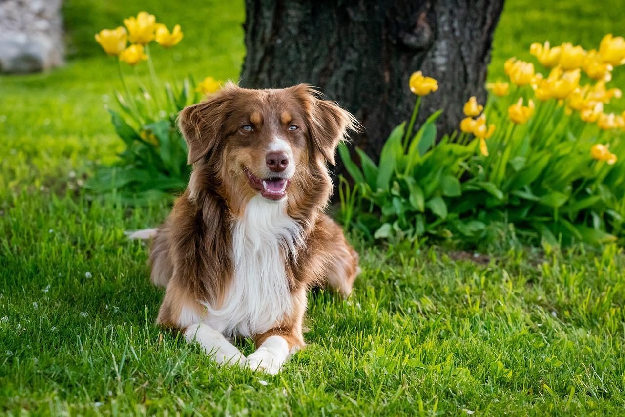 Ferienpark mit Hund