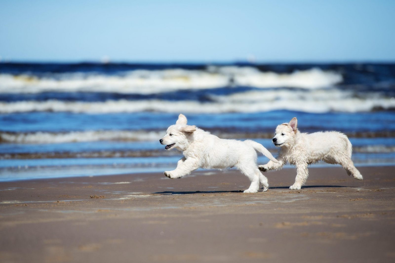 Nehmen Sie Ihren Hund das ganze Jahr über mit ans Meer