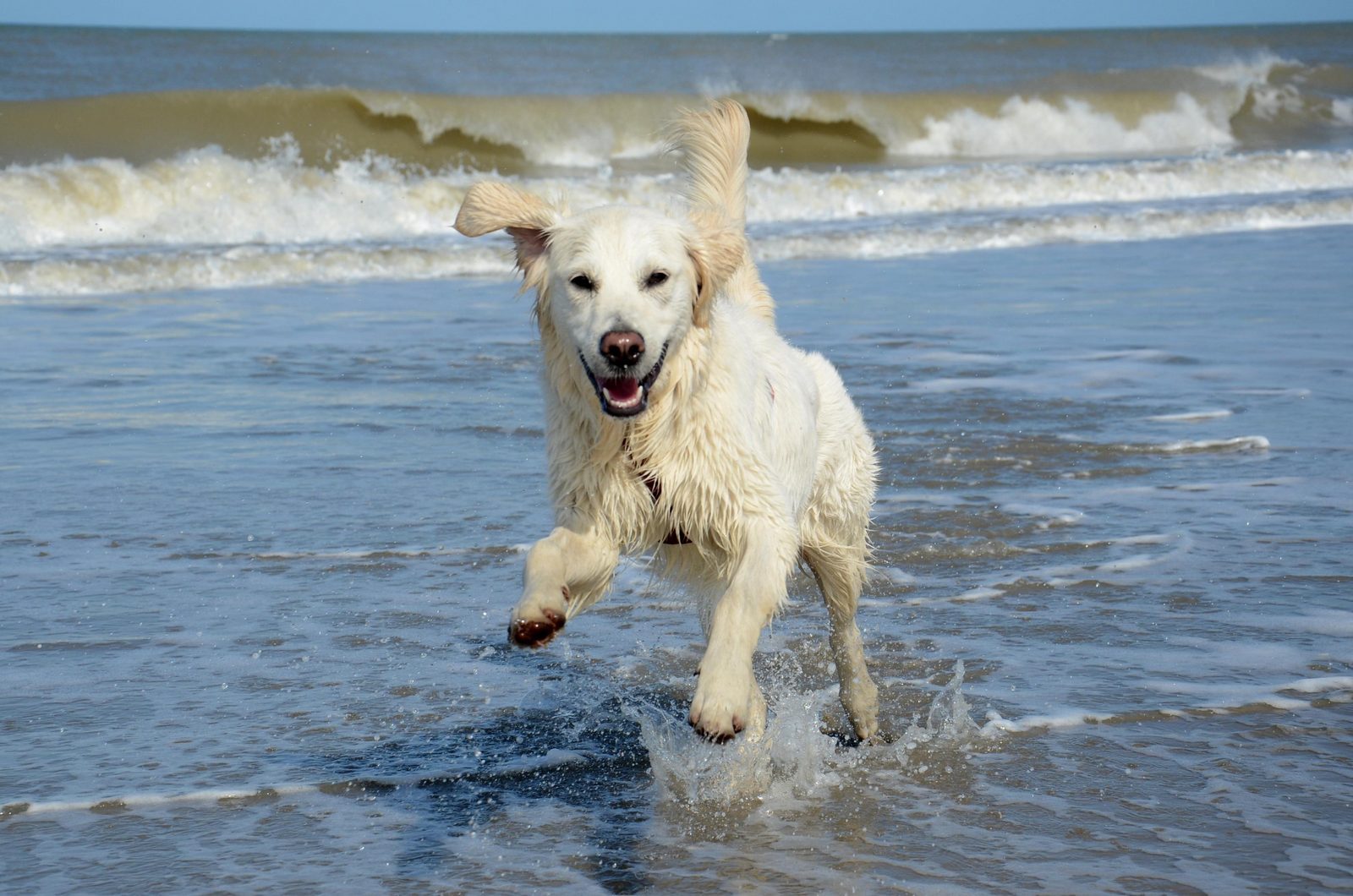 Hundefreundlicher Ferienpark