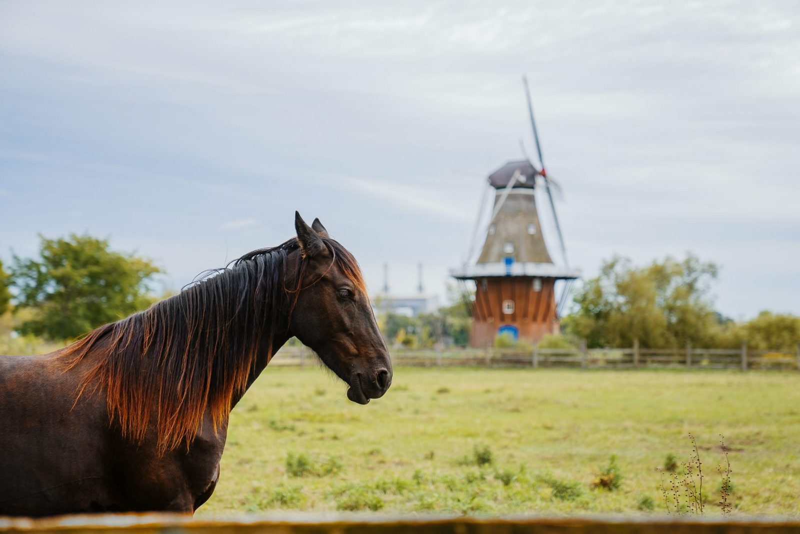 Paardrijden