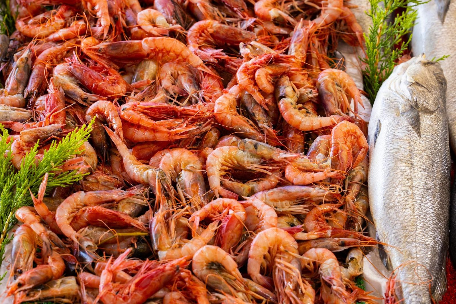 Shrimp Month in Nieuwpoort