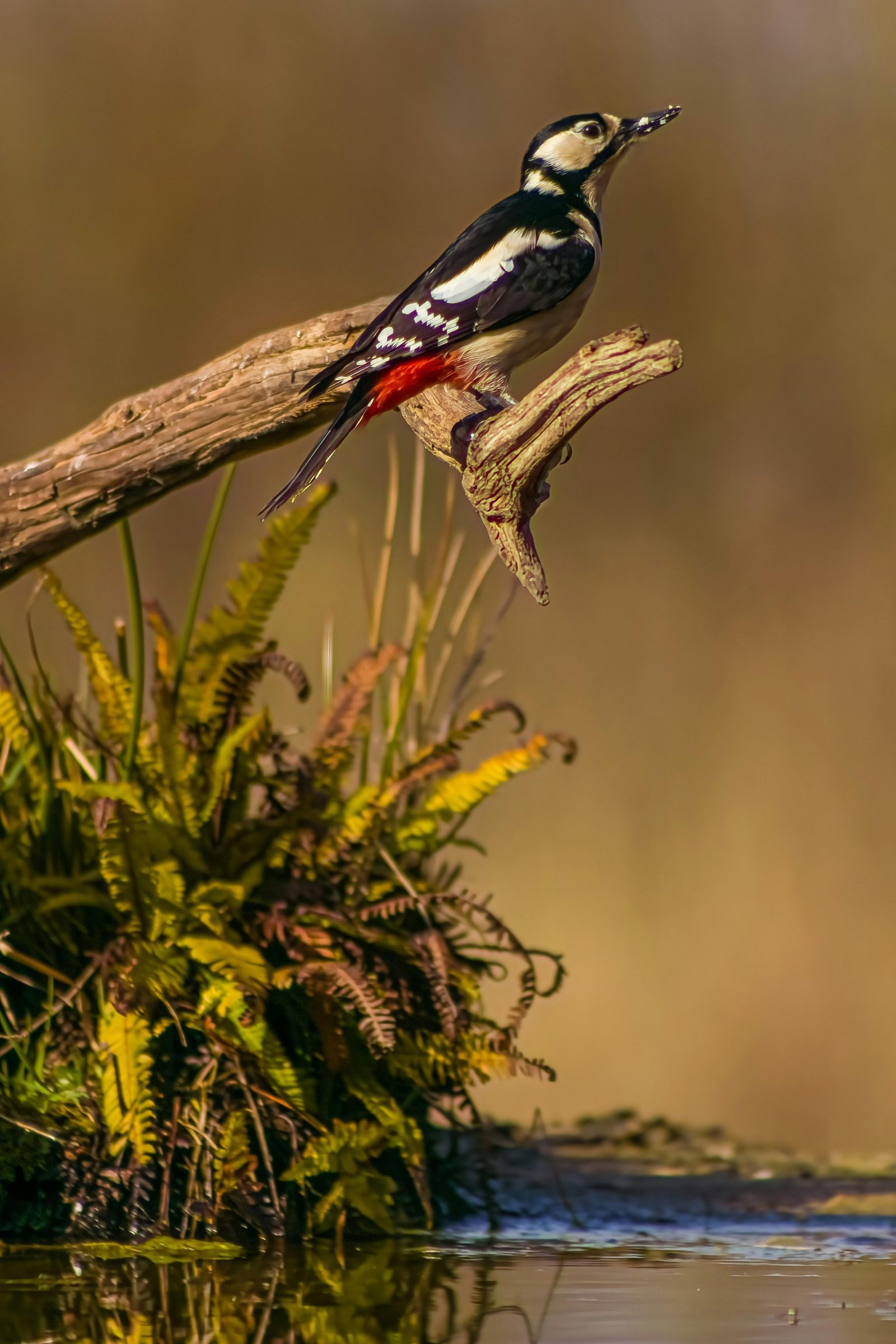 Natuur