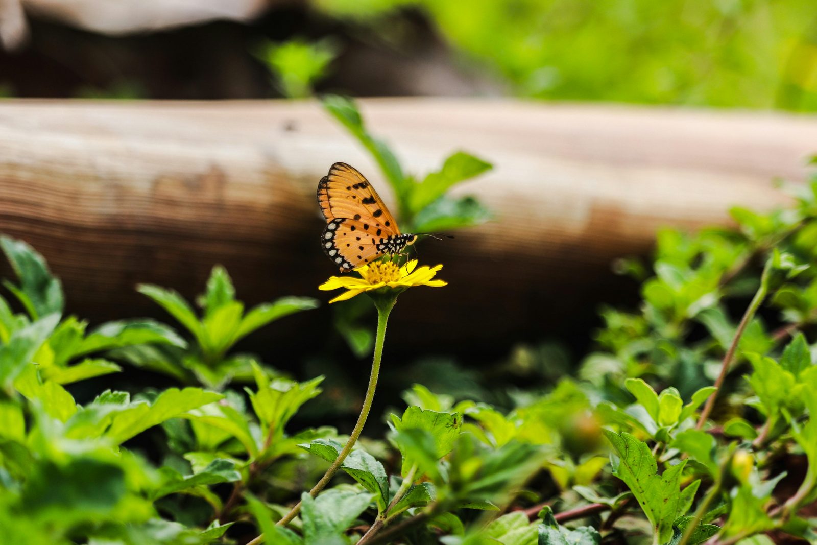 Forêt de papillons