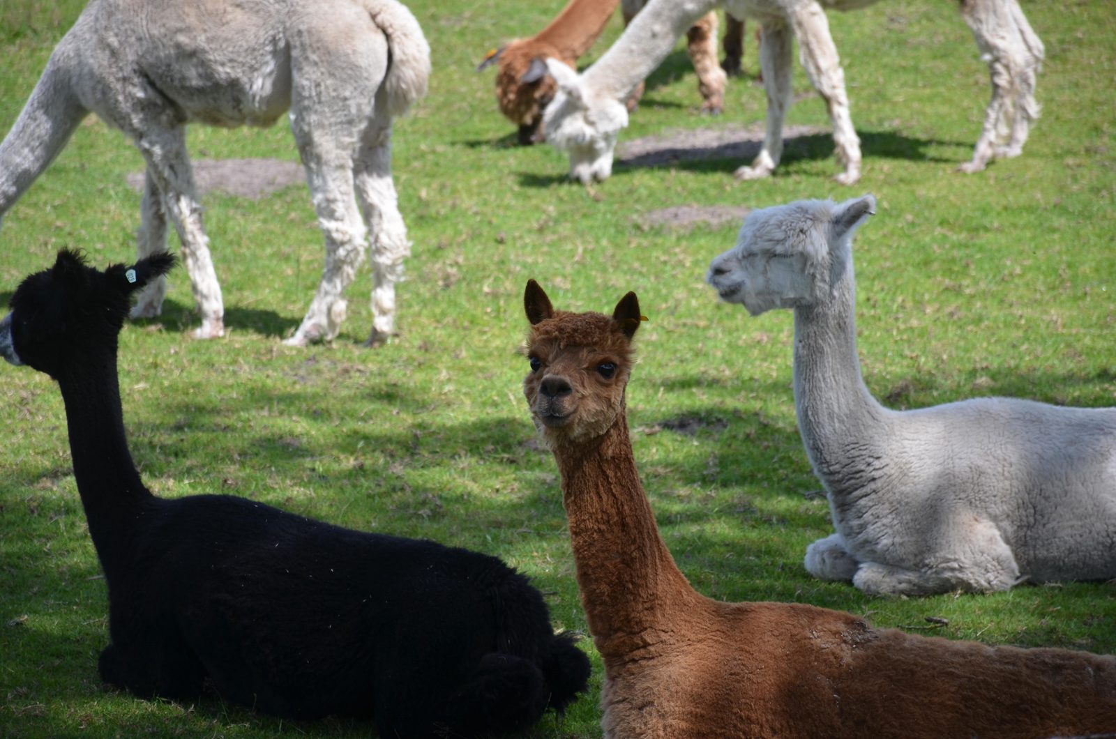 Breegroen Alpaca