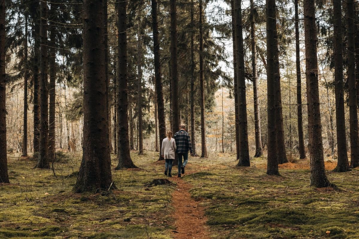 waldspaziergang drenthe