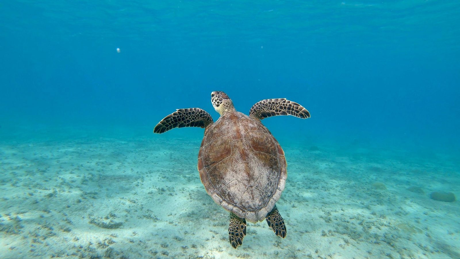 Onderwaterwereld Bonaire 