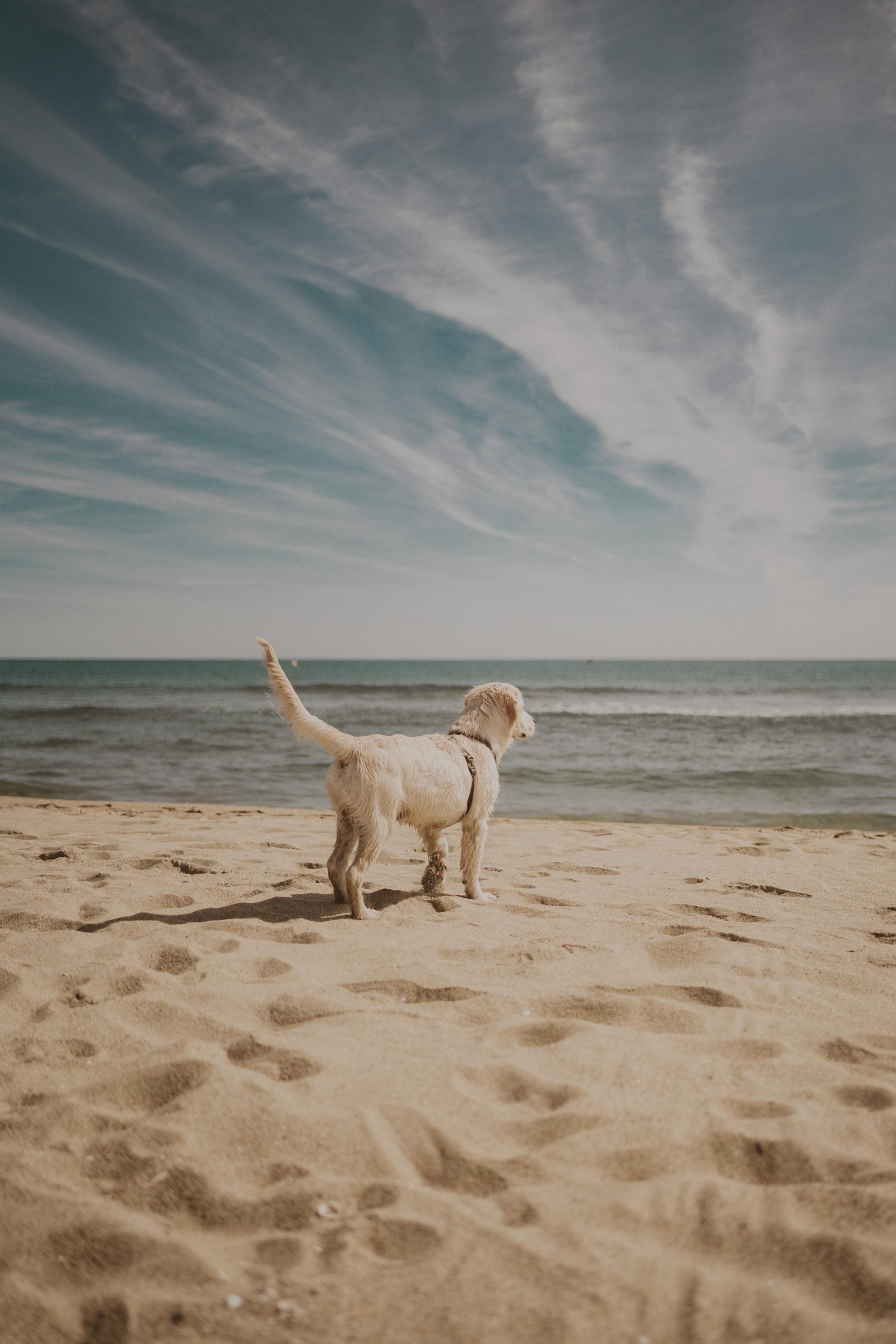 Vakantie vieren met je hond? 5x de leukste plekjes