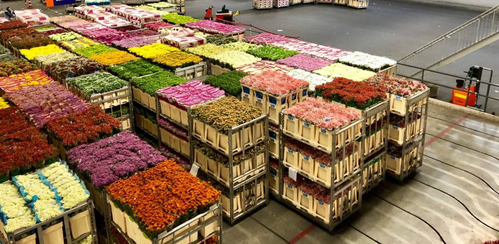 De bloemenveiling van Aalsmeer