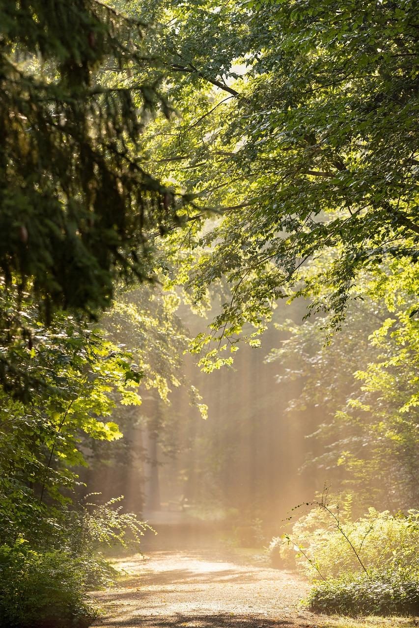 Het Haarlemmermeerse bos