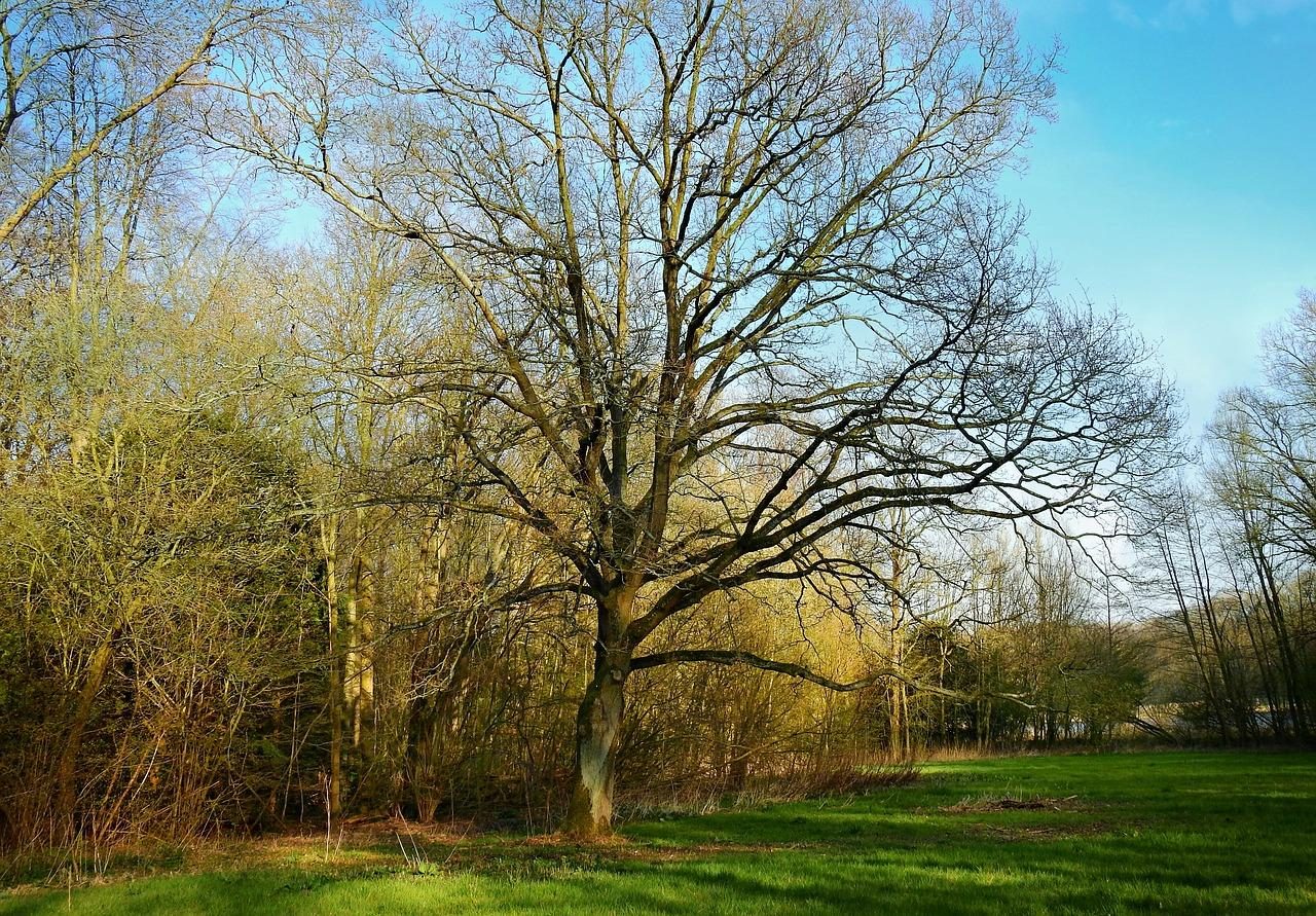 Amsterdamse Bos