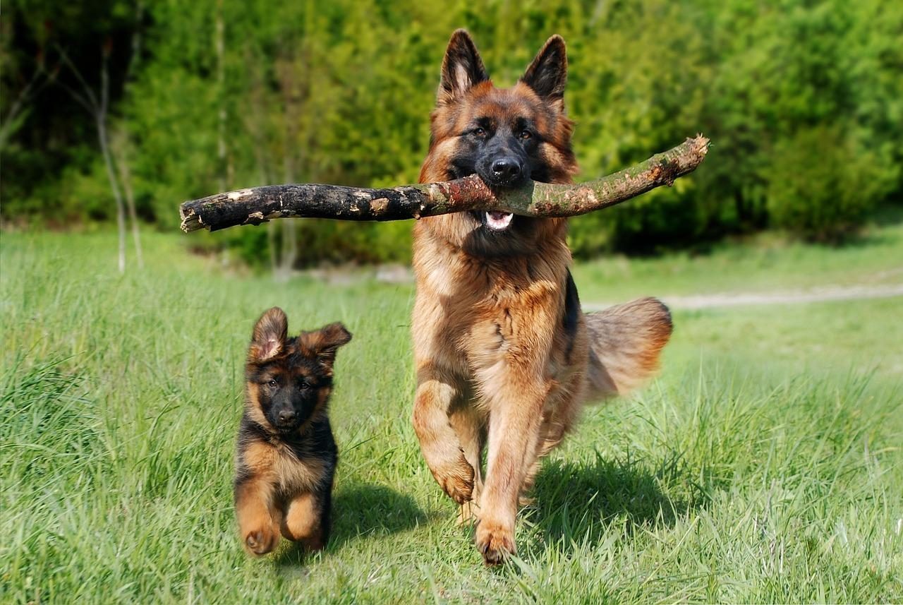 Camping Achterhoek met hond