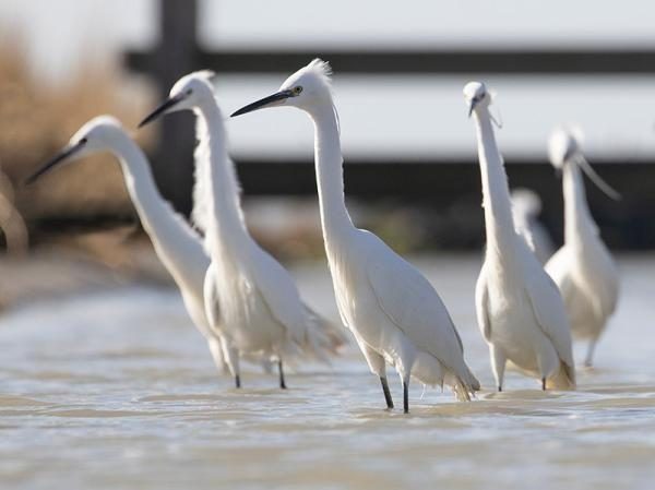 Vogelroute waterdunen