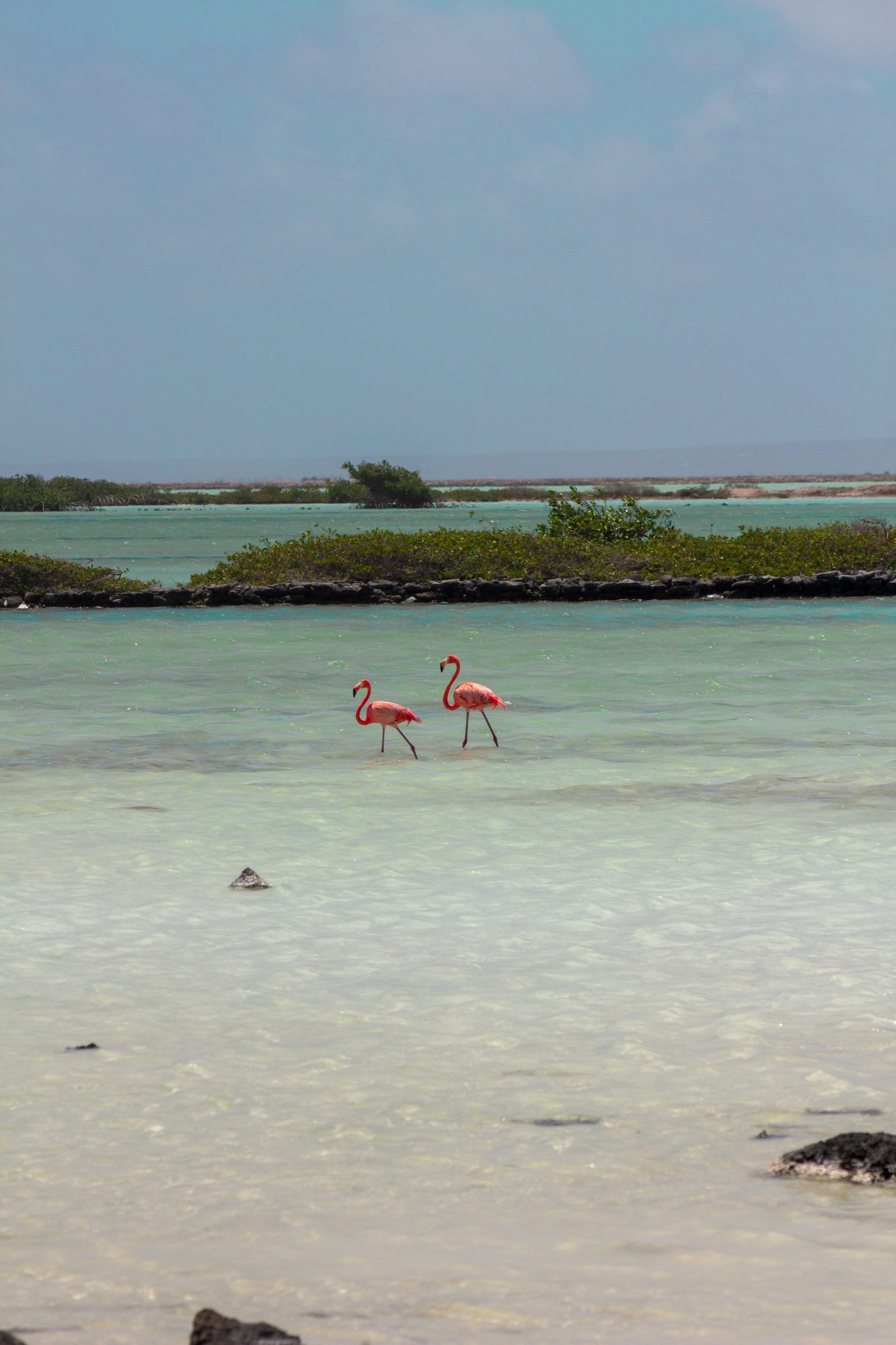 Wilde flamingo's op Bonaire