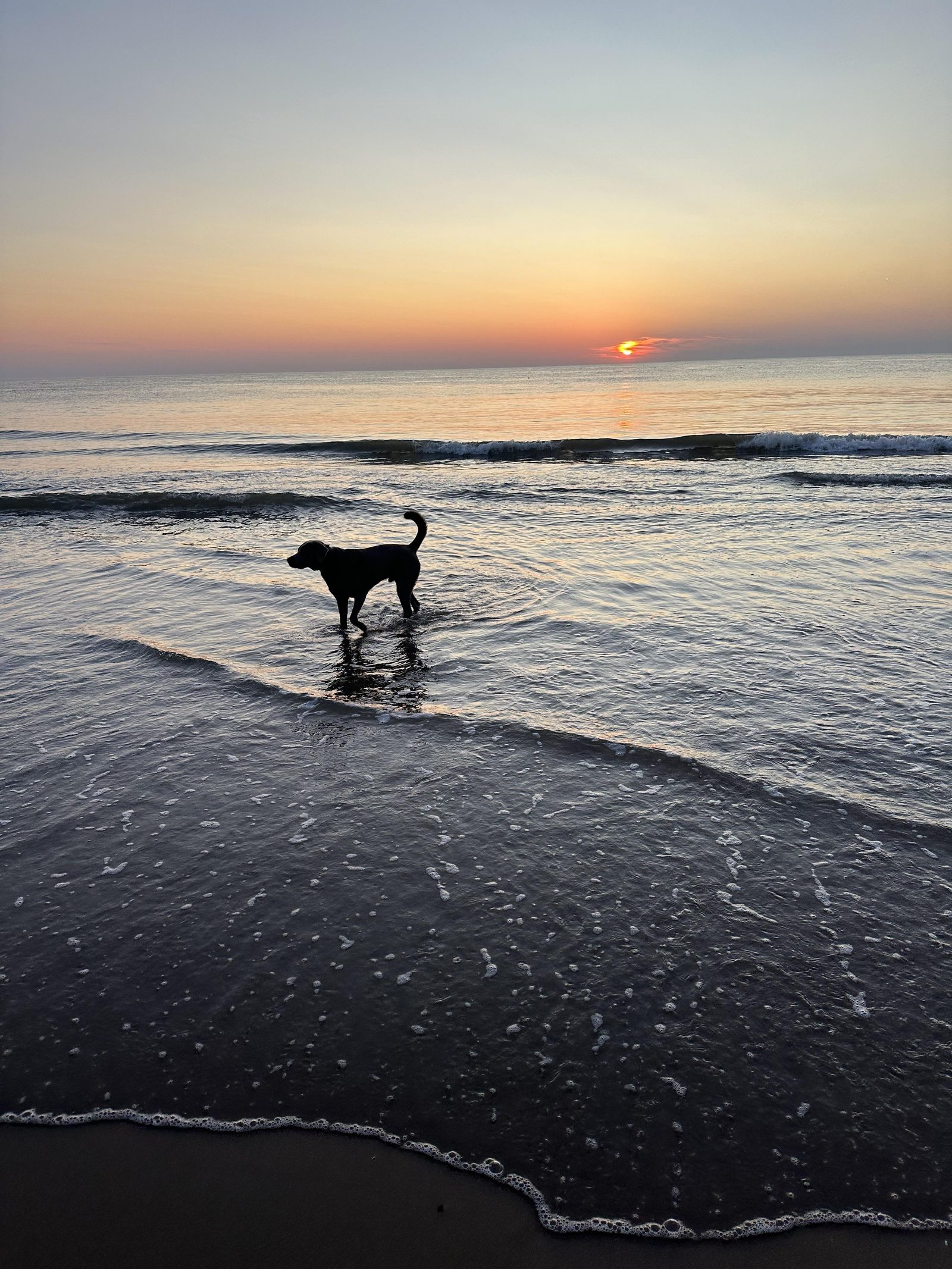 Met de hond in Callantsoog