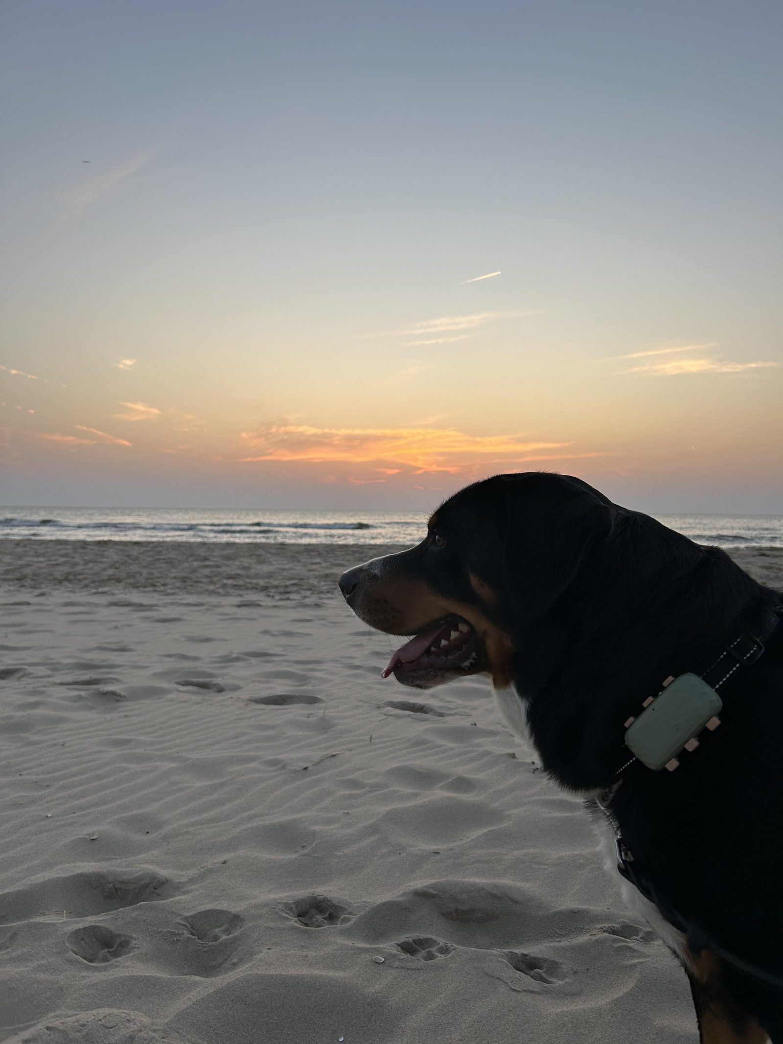 Met de hond in Sint-Maartenszee