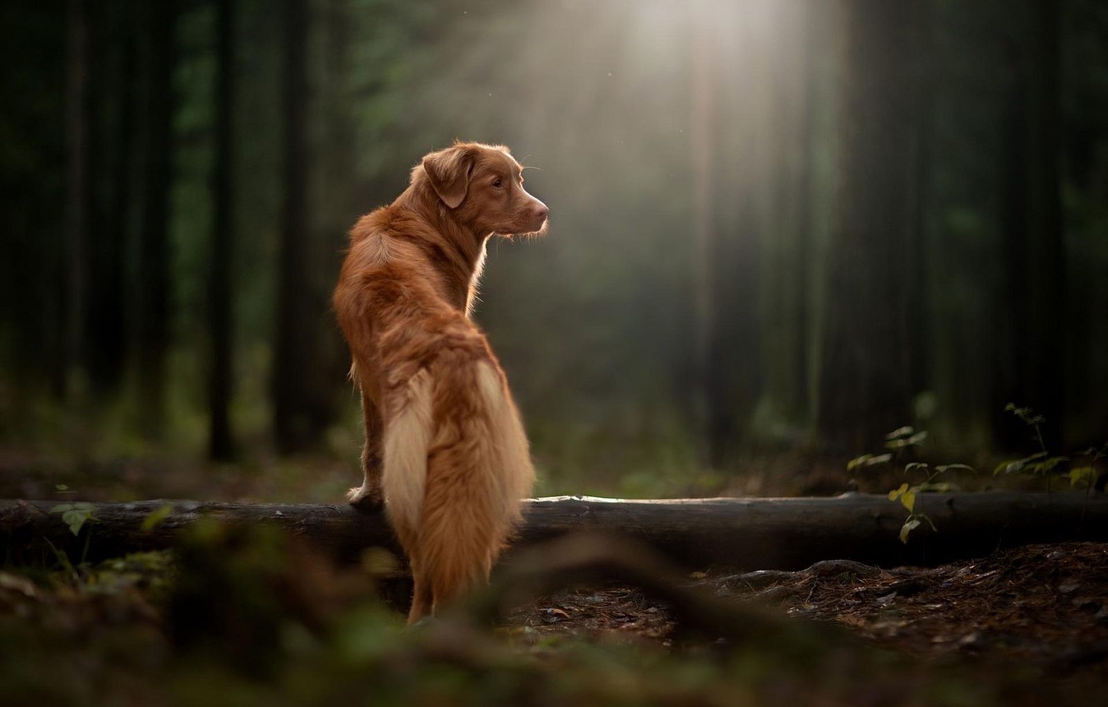 Vakantie Luxemburg met hond