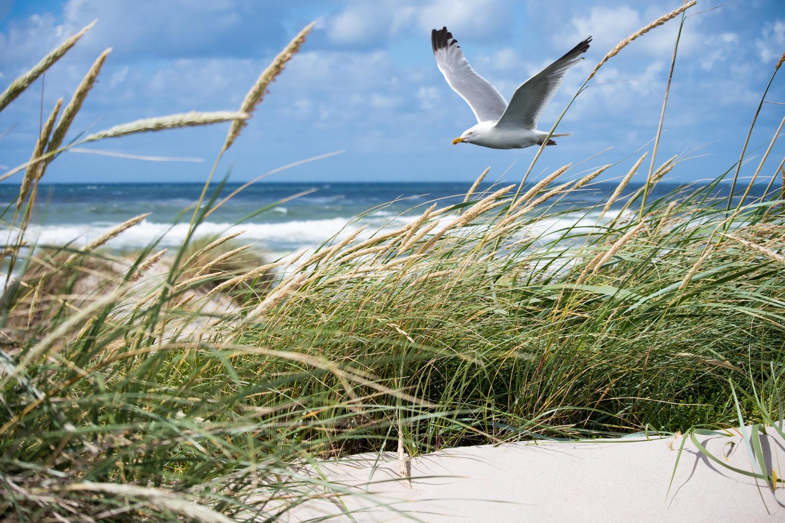 Strand Bergen aan Zee