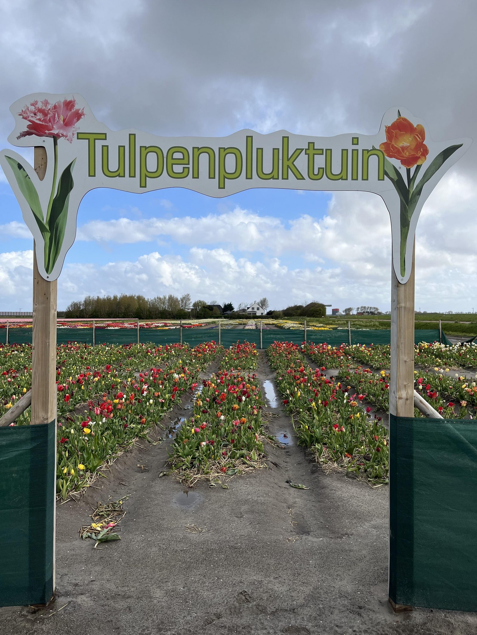 pluktuin 