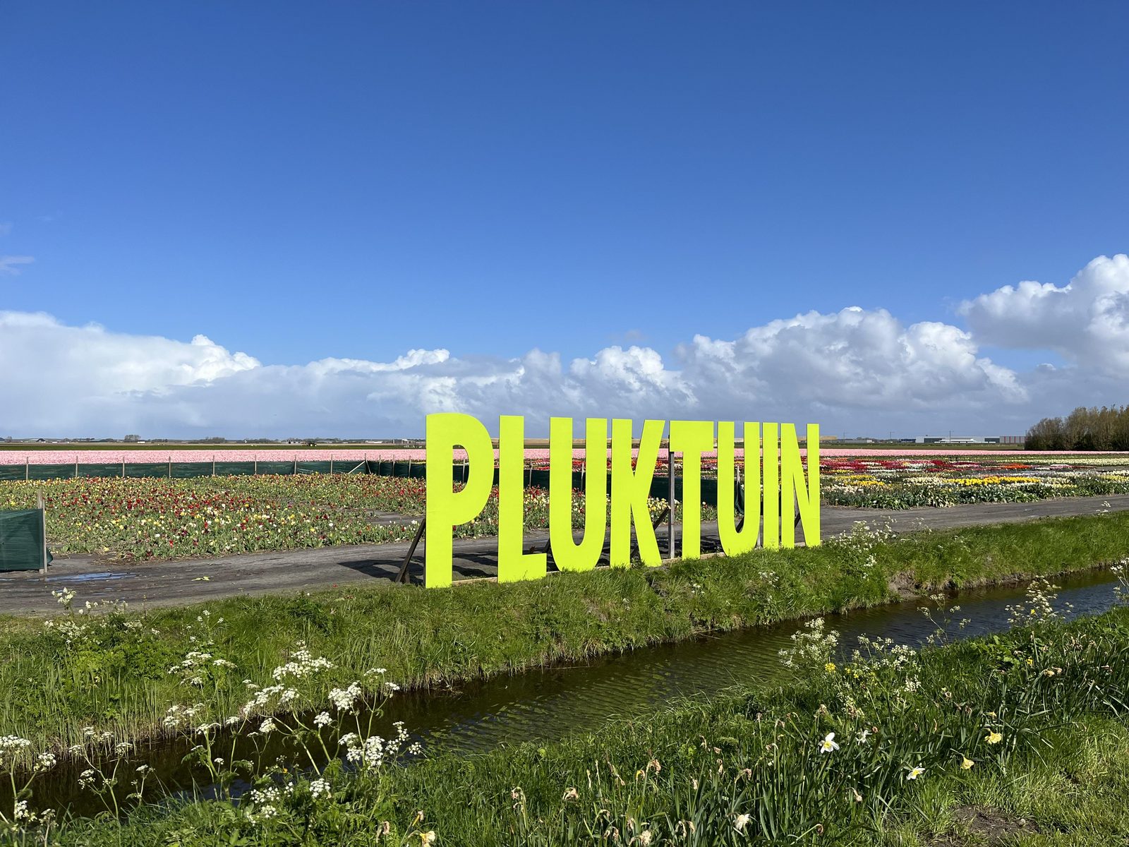 Pluktuin 