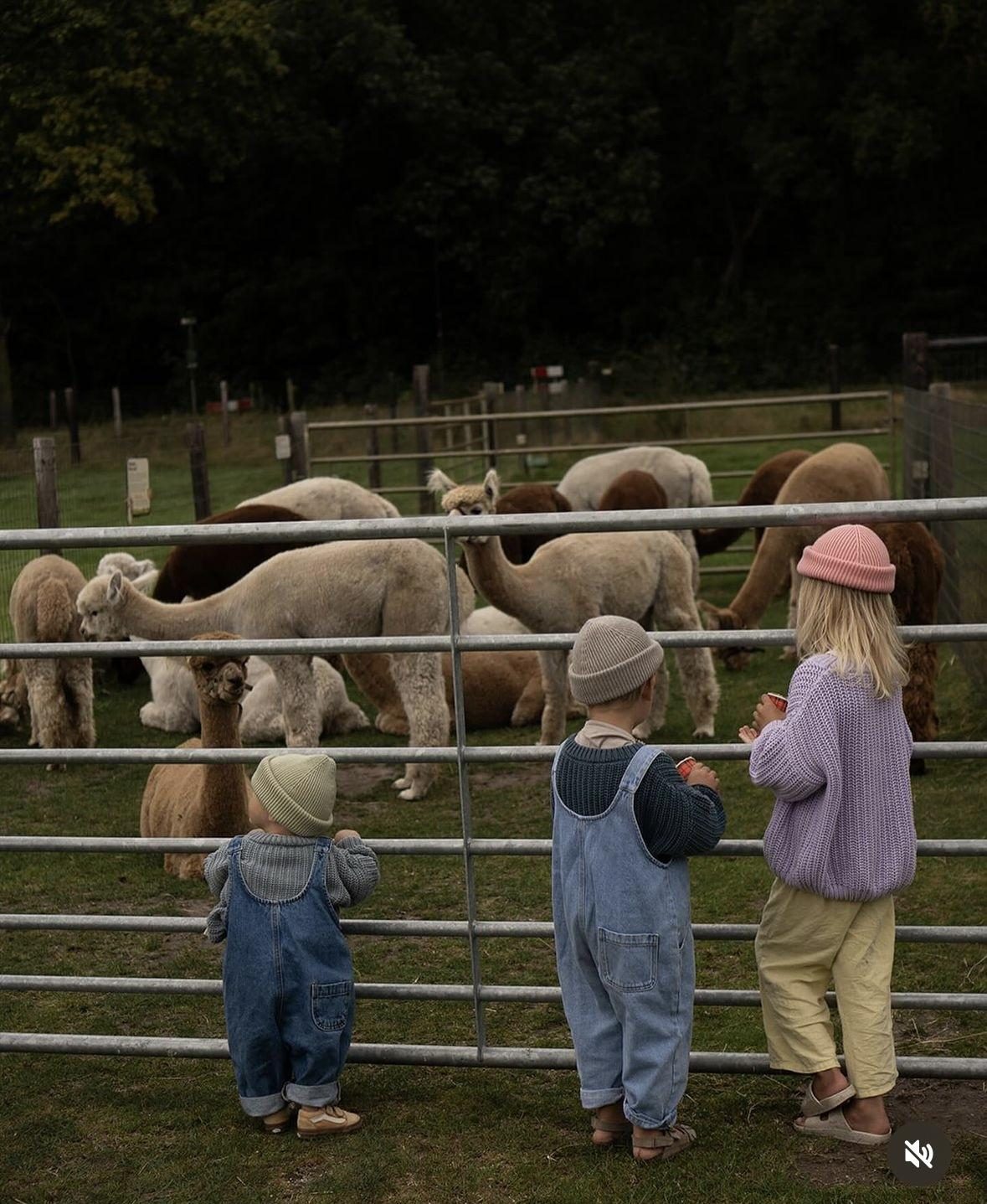 Alpaca Farm | Vorstenbosch | 7 min