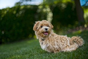 Vakantie met hond